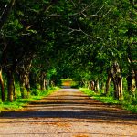 Comment trouver l’inspiration artistique dans la nature ?