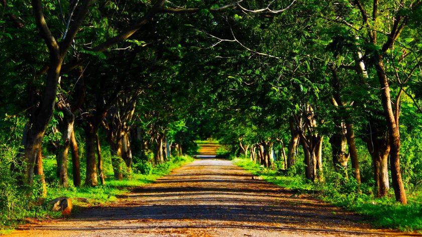 Comment trouver l’inspiration artistique dans la nature ?