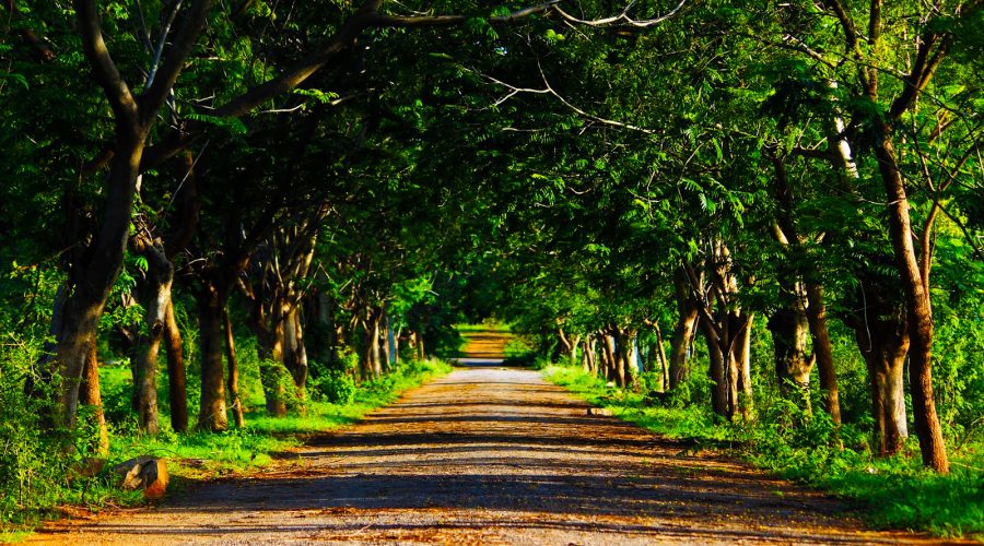 Comment trouver l’inspiration artistique dans la nature ?